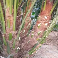 حراج|موبایل|رودان, |دیوار