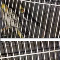 عروس هلندی فروشی