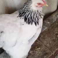 مرغ برهما