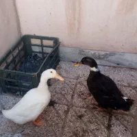 اردک دونه ای هفتصد