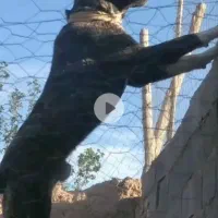 سگ افغانی نژاد دار