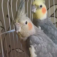 عروس هلندی جفت نر سخنگو و ماده