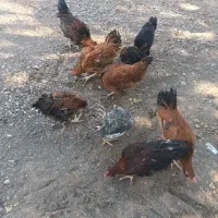 خروس سالم محلی|حیوانات مزرعه|چگنی, |دیوار