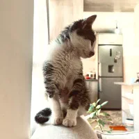 واگذاری رایگان گربه آروم