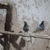 کبوترکله سیاه کاکلی|پرنده|خرمدره, |دیوار