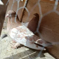 کفتر الماسی سینه زرد سوسنی سینه سیاه کله سیاه سفید