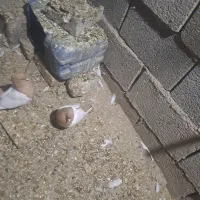 کبوتر و مرغ|حیوانات مزرعه|کوهمره, |دیوار