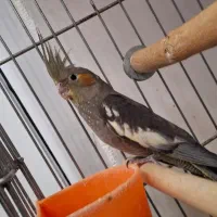 جوجه عروس هلندی