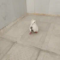 کبوتر گمشده