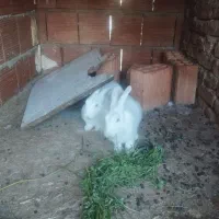 دوتا خرگوش ماده