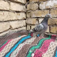 کبوتر پلاکی