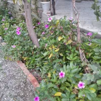 به یک خانم برای نظافت منزل نیازمندم