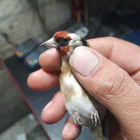 سهره نر|پرنده|قم, آزادگان|دیوار