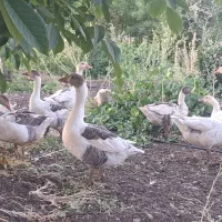 قاز|حیوانات مزرعه|سروآباد, |دیوار
