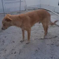 دوتاسگ خارجی اشمیتر.راکسل|سگ|اصفهان, شهرستان|دیوار