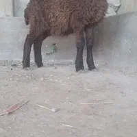 1عدد بره ماده امروز از گله خودم آوردم جنص خوب|حیوانات مزرعه|گنبد کاووس, |دیوار