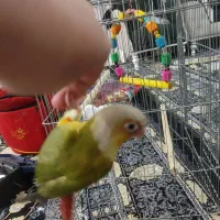 گرینچیک باهوش و نر