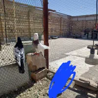 کفتر خرمشهر