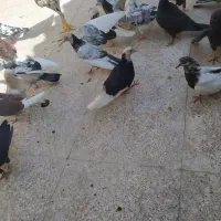 کفتر یکجا|پرنده|قم, جمکران|دیوار