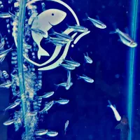 کوی. تترا. پنگوسی|ماهی|شهریار, شهرک وائین|دیوار