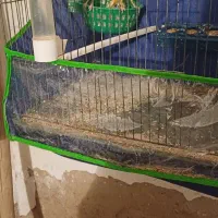 ۳جفت قناری|پرنده|جیرفت, |دیوار