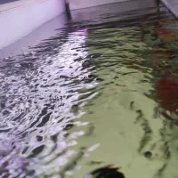 آکواریوم دلسا همراه با ماهی و تمام وسایل|ماهی|مبارکه, |دیوار