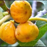 تولید و عرضه انواع انجیر دیم|خدمات باغبانی و درختکاری|یاسوج, |دیوار