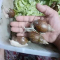 حلزونهای افریقایی آچاتینا مولد و پیش مولد