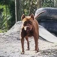 پیتبول تریر