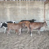 گوساله محلی