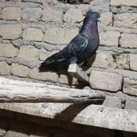 کبوتر اصفهانی نر