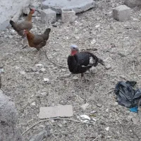 فروشنده