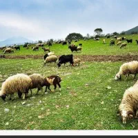 گوسفند زنده محلی مستقیم از دامداری