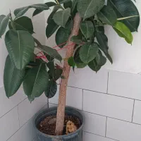 فیکوس سبز تنه دار