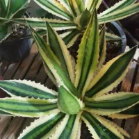 گل زیبا|گل و گیاه طبیعی|شاهرود, |دیوار