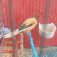 فروش دو عدد قناری نر ماده|پرنده|بروجرد, |دیوار