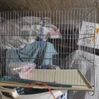 قفس پرنده|لوازم جانبی حیوانات|اصفهان, رکن الدوله غربی|دیوار