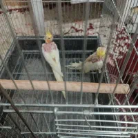 یک جفت عروس هلندی همراه جوجه و تخم|پرنده|نجف‌آباد, دانش|دیوار