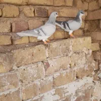 بدرنگ آس بدونه ایراد جفت نر