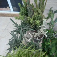 گلهای ویلایی