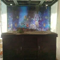 فروش فوری آکواریوم|ماهی|ابریشم, |دیوار