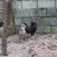 مرغ سلطان|حیوانات مزرعه|پره‌سر, |دیوار