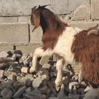 بز کهره|حیوانات مزرعه|بندر ماهشهر, |دیوار