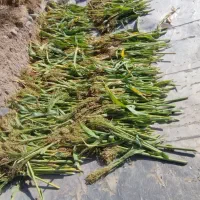 مقداری جارو سوپرگه آماده|لوازم نظافت|مشگین شهر, |دیوار