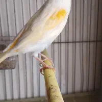 قناری موزاییکی جوان|پرنده|اردبیل, |دیوار