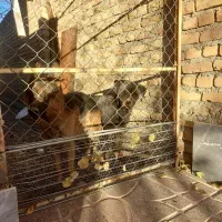 ژرمن نر. روتوایلر ماده