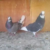 ۵۰ تا کفتر یجایی|پرنده|شهریار, شهریار|دیوار