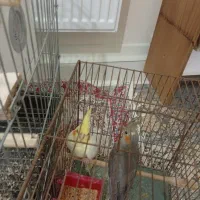 معاوضه عروس هلندی پلاکی|پرنده|شاهینشهر, طالقانی|دیوار