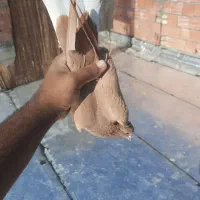 زرد دمسفید|پرنده|کرمان, |دیوار