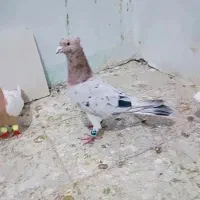 کفتر سرور کاکولی نر درجه یک پرشی